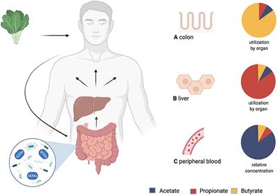 Short-Chain Fatty Acids in the Metabolism of Heart Failure – Rethinking the Fat Stigma